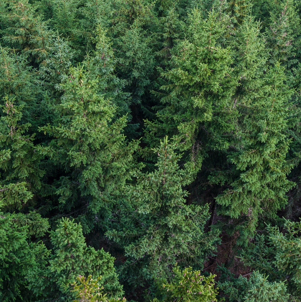 هذه الحانة تزرع الأشجار. لقد عقدنا شراكة مع منظمة One Tree Planted للتبرع بـ 1% من المبيعات السنوية لصندوقها. لقد زرعنا حتى الآن 1370 شجرة في أفريقيا بفضل دعمكم.