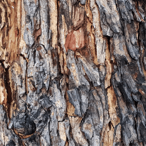 لقطة مقربة لحاء شجرة ذي ملمس خشن