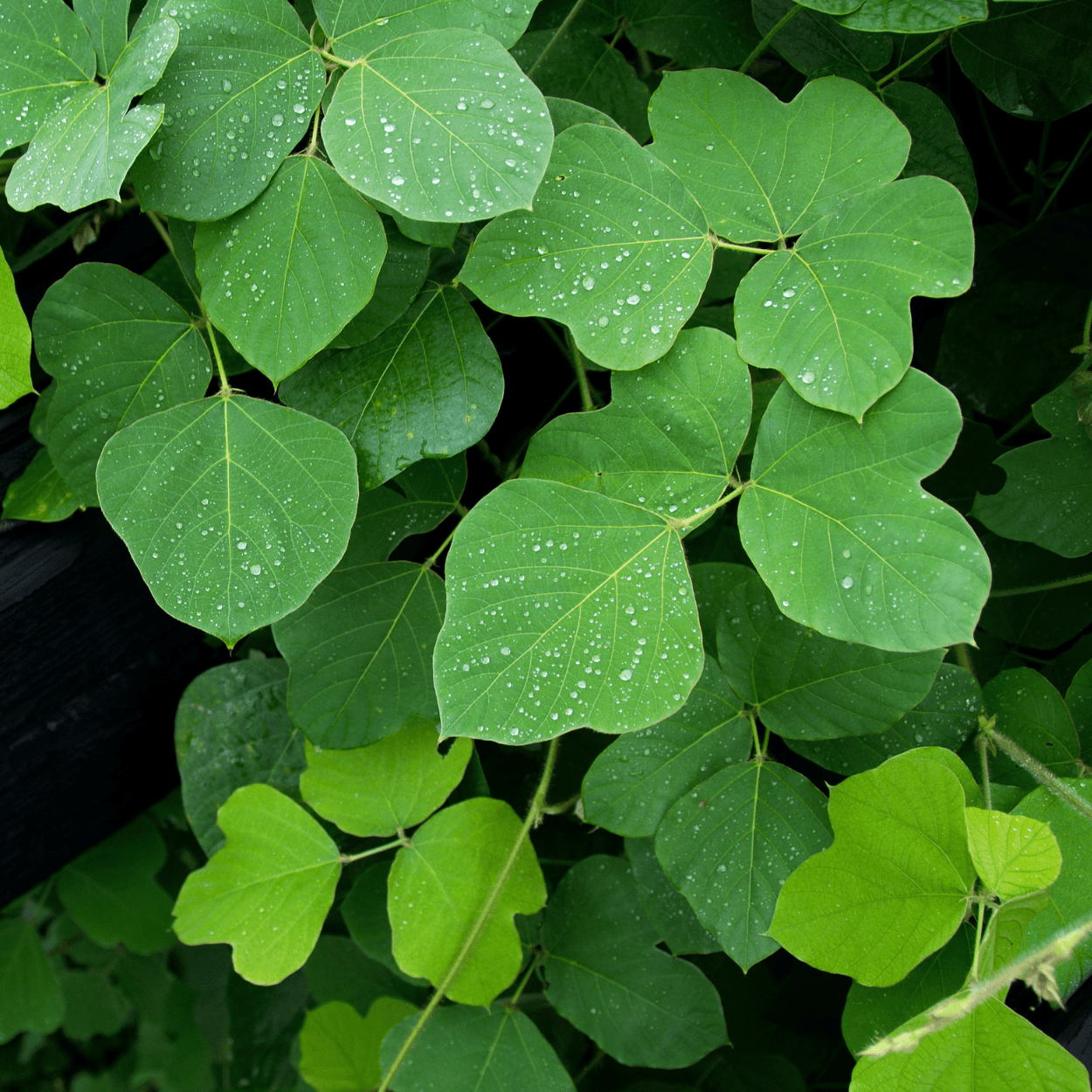 مستخلص الكودزو – مكون نباتي معروف بتقوية الشعر وتحسين مرونته وحمايته من التكسر.